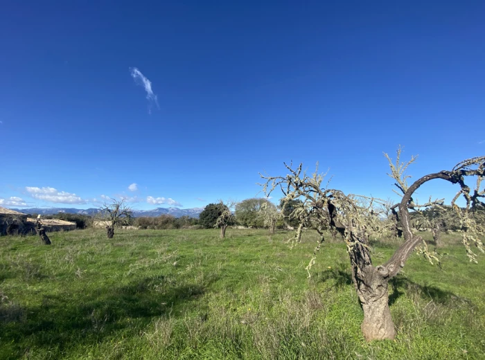 Nice building plot without licence with views in Sineu-1