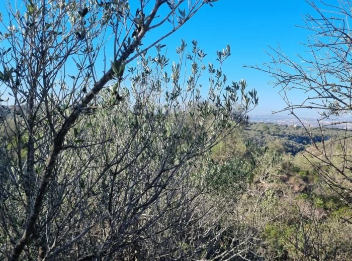 Building plot with stunning views of Palma-1