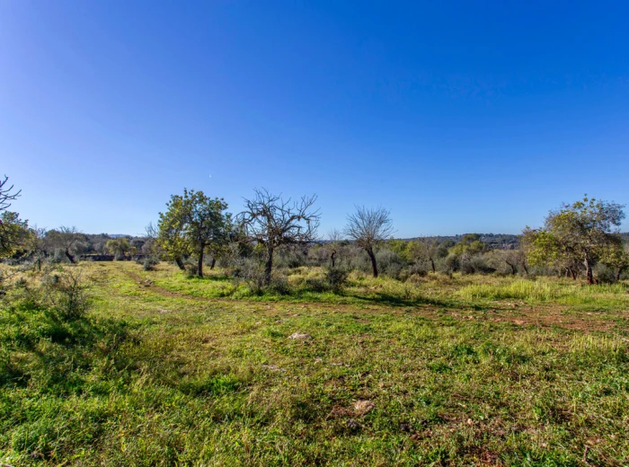 Rustic plot with beautiful views in Costitx-1