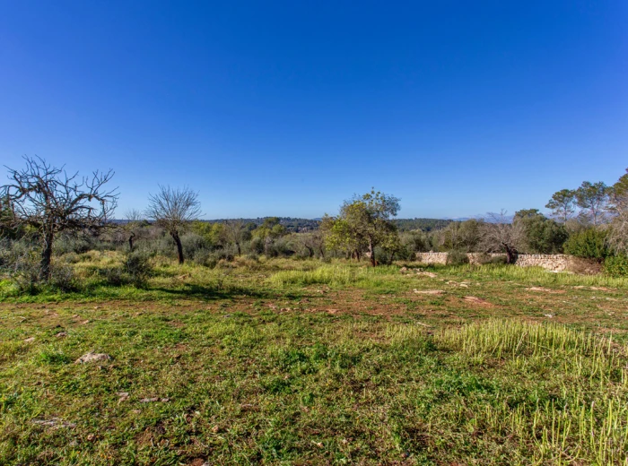 Rustic plot with beautiful views in Costitx-4