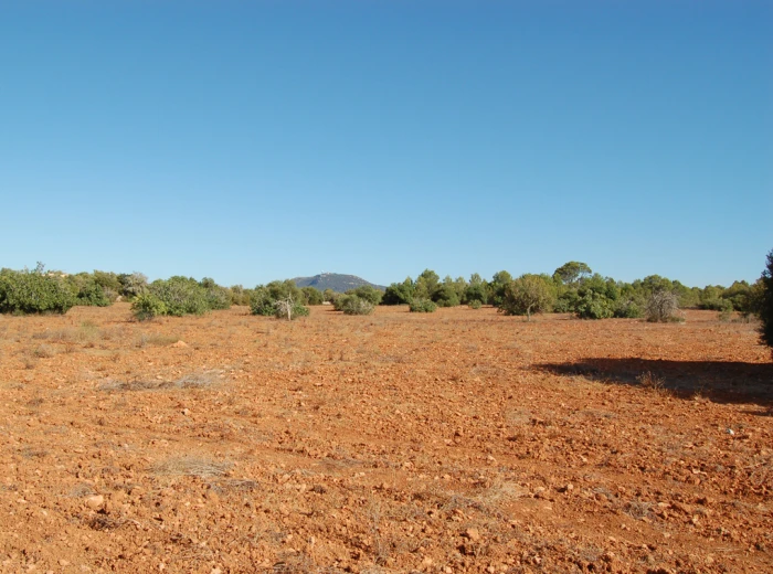 Dos terrenos contiguos con vistas panorámicas en Algaida-2
