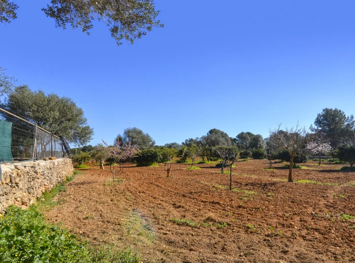 Large country house with holiday rental licence, surrounded by olive trees-30